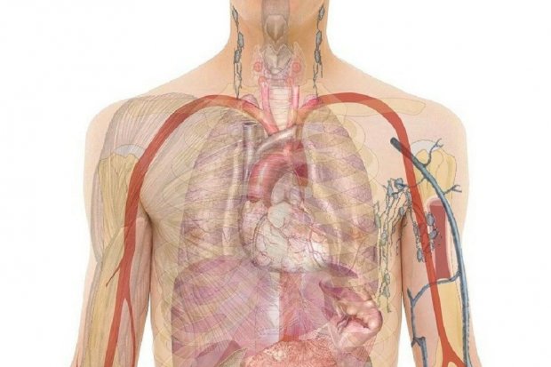 Gambar kerongkongan, tenggorokan, dan berbagai organ dalam lainnya yang ada di tubuh manusia