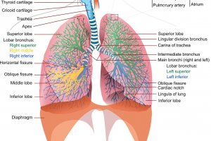 Bagian-bagian paru-paru