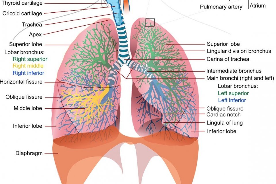 8 Fungsi Paru-paru Manusia Beserta Cara Memeliharanya