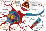 Gambar ribosom dan organel sel lainnya