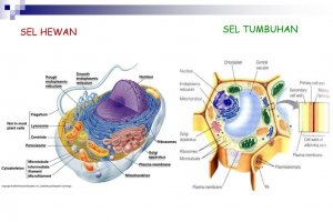 Gambar perbedaan sel hewan dan sel tumbuhan