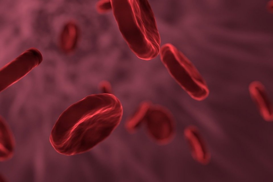 Fungsi Darah Pada Manusia dan Fakta Menarik yang Dimilikinya