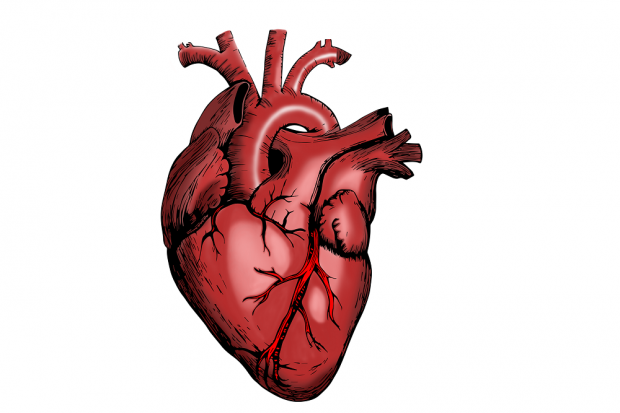 Bagian jantung yang berfungsi membawa darah bersih dari jantung keseluruh tubuh adalah