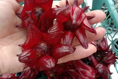 Manfaat Bunga Rosella dan Cara Mengolahnya