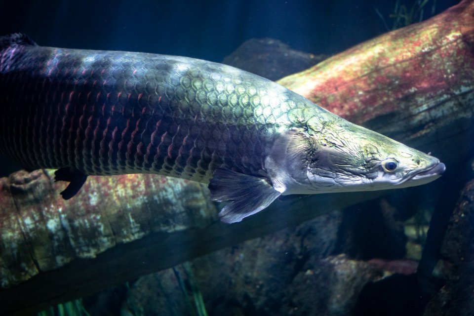 Ikan Mirip Arwana, Si Raja Sungai Amazon
