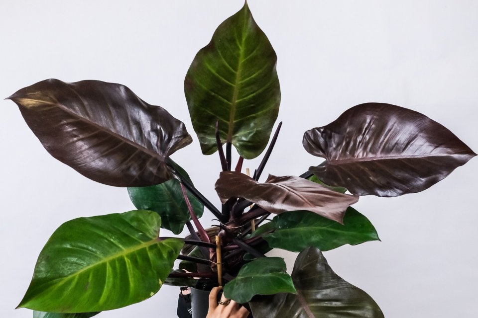 Mengenal Jenis Philodendron Termahal dengan Harga Fantastis - Lifestyle Katadata.co.id
