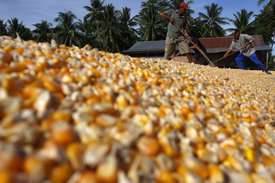 Petani menjemur jagung hasil panennya di Papalang, Mamuju, Sulawesi Barat, Kamis (13/1/2022). 