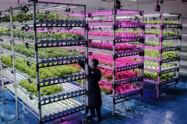 Budidaya Sayuran dengan Metode Vertikal Farming untuk Ketahanan Ekonomi