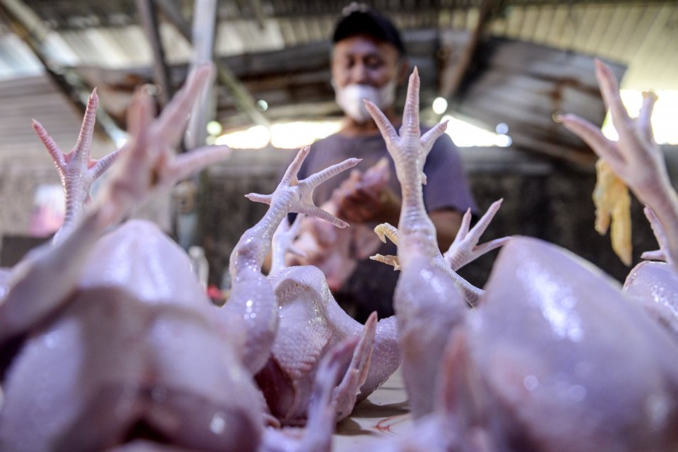 Seorang pedagang mengambill ayam dagangannya di Pasar Malaka, Rorotan, Jakarta, Senin (3/1/2022). 