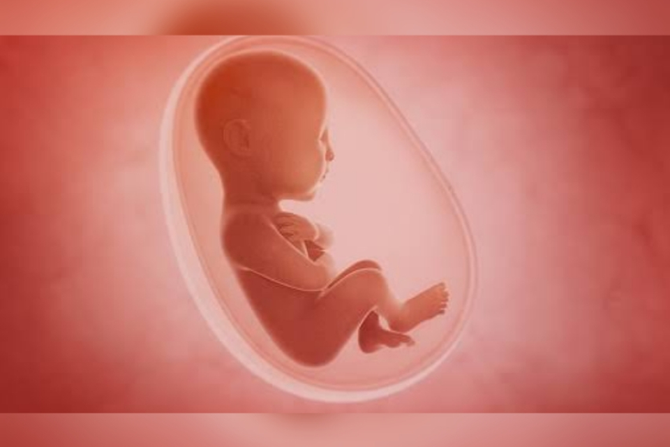 Ilustrasi rahim buatan