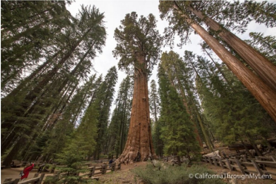 Daftar Pohon Terbesar Di Dunia Nasional Katadata Co Id