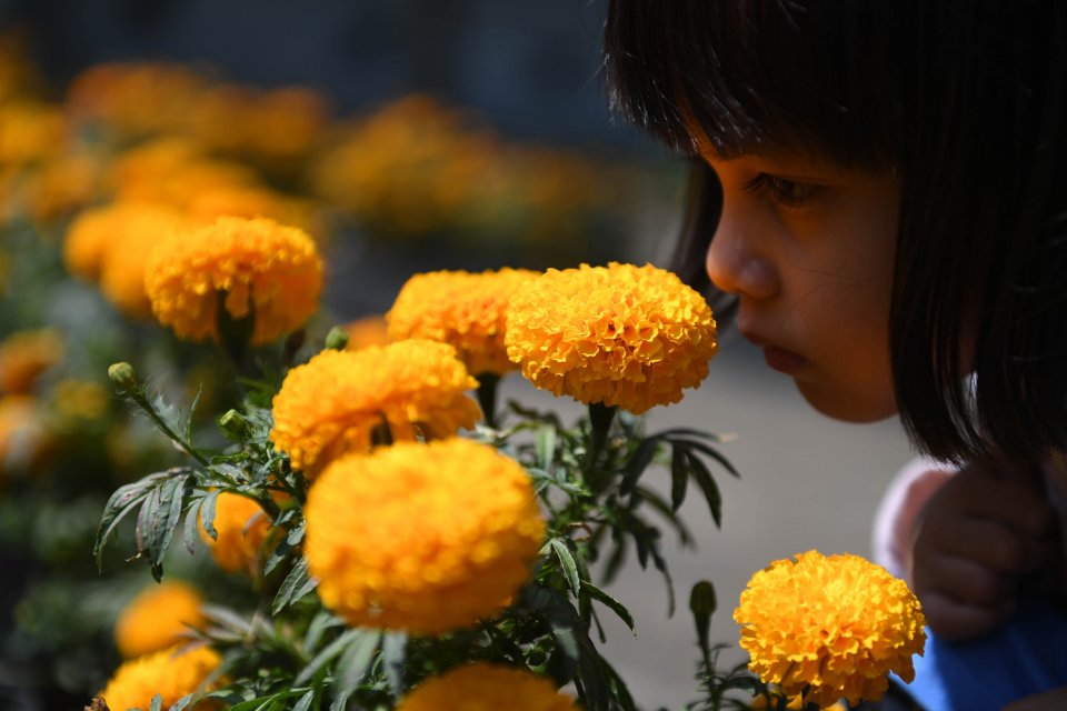 Harum Mewangi Rumah Produksi Minyak Atsiri