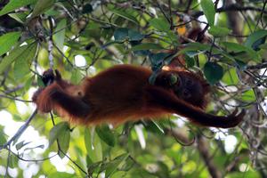 ORANGUTAN DI STASIUN PENELITIAN SORAYA