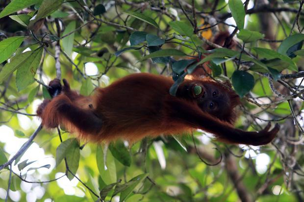 Api Kembali Mengintai Rumah Orangutan: Pelajaran dari El Nino 2015