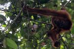 ORANGUTAN DI STASIUN PENELITIAN SORAYA