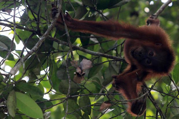 Kebakaran di Kawasan Konservasi Orangutan Tanjung Puting, 3.000 Hangus H