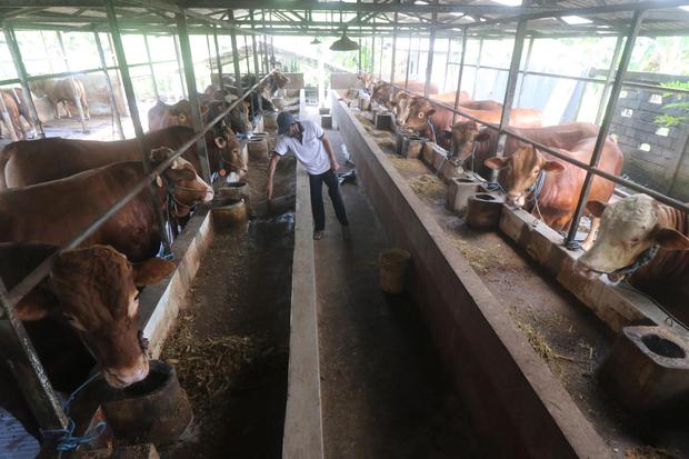 Pekerja memberi pakan sapi di tempat penggemukan sapi di Desa Sukoanyar, Kediri, Jawa Timur, Kamis (10/3/2022). Menurut data dari Dinas Ketahanan Pangan dan Peternakan daerah setempat, Kabupaten Kediri populasi sapi di Kediri sebanyak 233 ribu ekor dengan