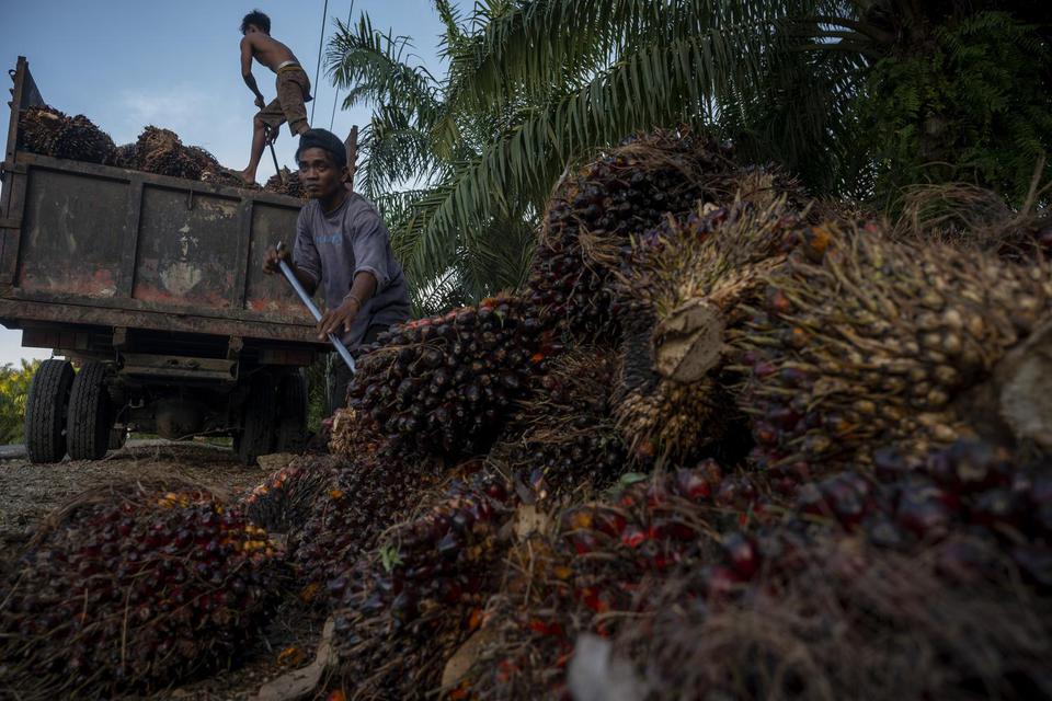 Pekerja menaikkan buah kelapa sawit yang baru panen di kawasan perkebunan sawit di Desa Berkat, Bodong-Bodong, Mamuju Tengah, Sulawesi Barat, Kamis (10/3/2022). 