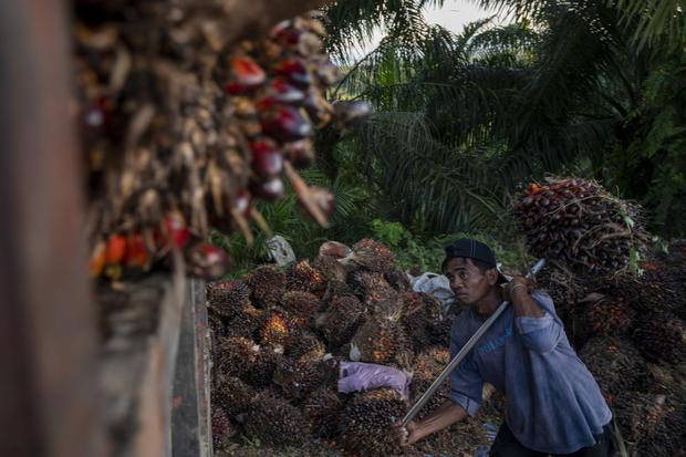 Buruh menaikkan buah kelapa sawit yang baru panen di kawasan perkebunan sawit Desa Berkat, Mamuju Tengah, Sulawesi Barat, Kamis (10/3/2022).