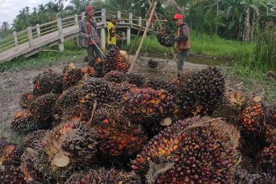 Harga kelapa sawit terkini