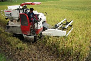 TARGET SERAPAN GABAH BULOG SULSELBAR