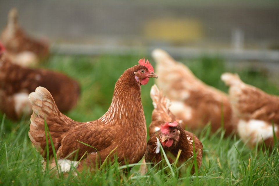 Ayam merupakan contoh hewan aves