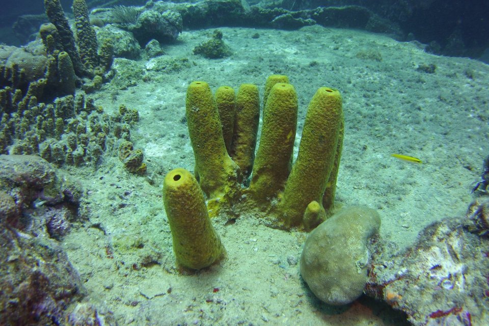 Aplysina fistularis atau spons kuning merupakan contoh hewan porifera