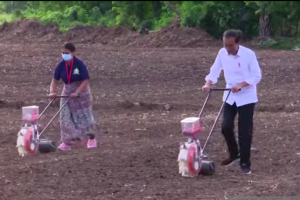 Presiden Joko Widodo tanam jagung