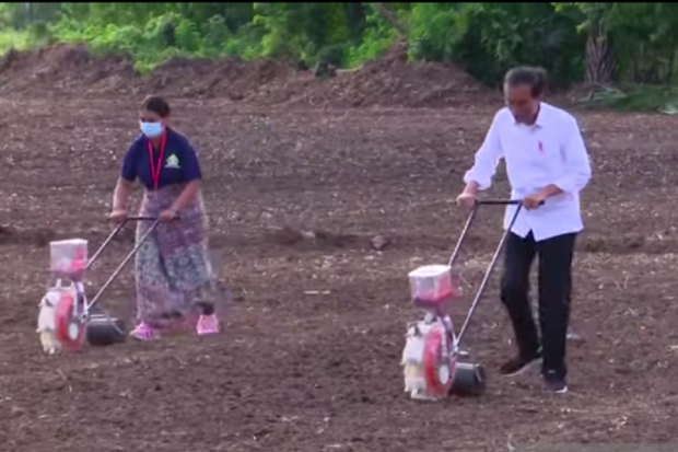 Genjot Produksi, Jokowi Minta Lahan Jagung Ditambah 86 Ribu Hektare