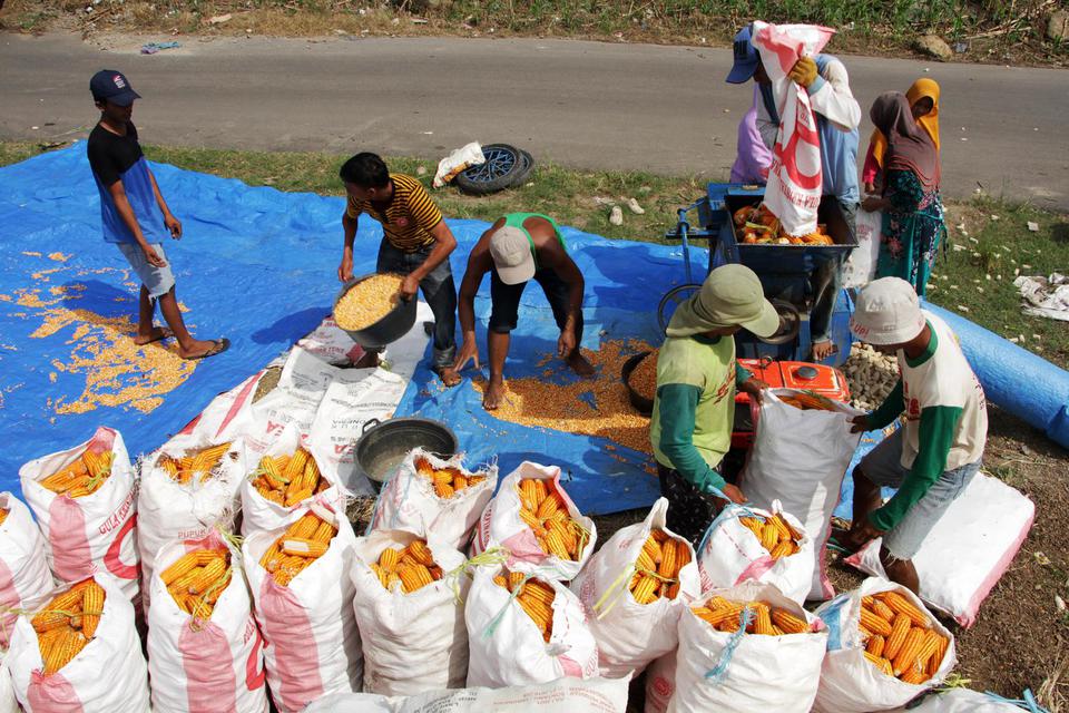 Petani memisahkan biji jagung dari tongkolnya menggunakan mesin di Kecamatan Kelara, Kabupaten Jeneponto, Sulawesi Selatan, Sabtu (26/3/2022). Petani setempat mengaku harga jual jagung di tingkat petani di daerah itu Rp3.700 per kilogram yaitu turun 26 pe
