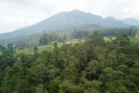 PENYUSUTAN KAWASAN HUTAN DI PULAU JAWA