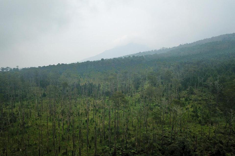 Foto udara kawasan hutan lindung yang gundul di Kaki Gunung Tangkuban Parahu, Sukawana, Lembang, Kabupaten Bandung Barat, Jawa Barat, Sabtu (26/3/2022). 