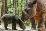 KELAHIRAN BADAK SUMATERA DI SUAKA RHINO SUMATERA TNWK