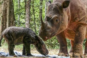 KELAHIRAN BADAK SUMATERA DI SUAKA RHINO SUMATERA TNWK