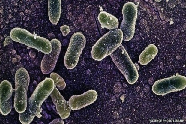 Ilustrasi, gambar bakteri Salmonella