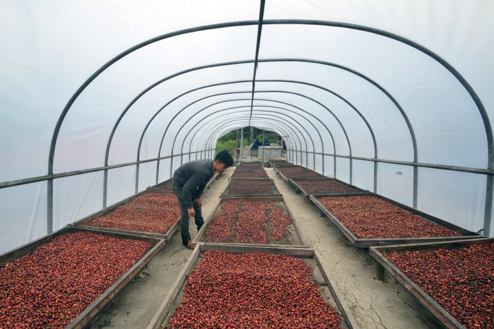 Kopi Solok Radjo yang Mendunia