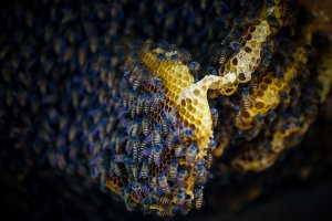 Si Manis Dari Teluk Betung, Geliat UMKM Ternak Lebah Madu