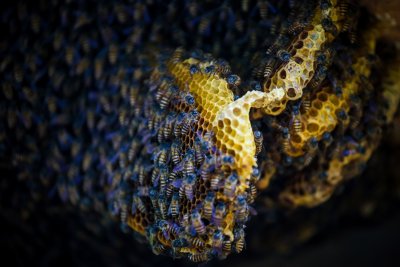 Si Manis Dari Teluk Betung, Geliat UMKM Ternak Lebah Madu