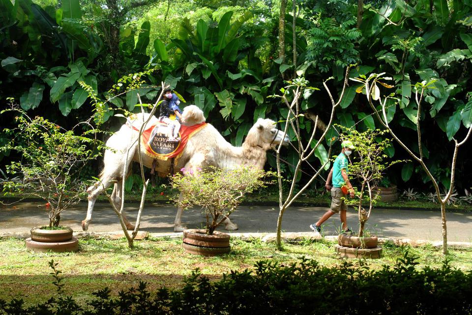 Pengunjung menunggang seekor unta berpunuk dua (Camelus bactrianus) saat berwisata di Royal Safari Garden Hotel, Cisarua, Kabupaten Bogor, Jawa Barat, Sabtu (16/4/2022). Libur panjang akhir pekan dimanfaatkan sejumlah warga untuk mengunjungi hotel dengan 
