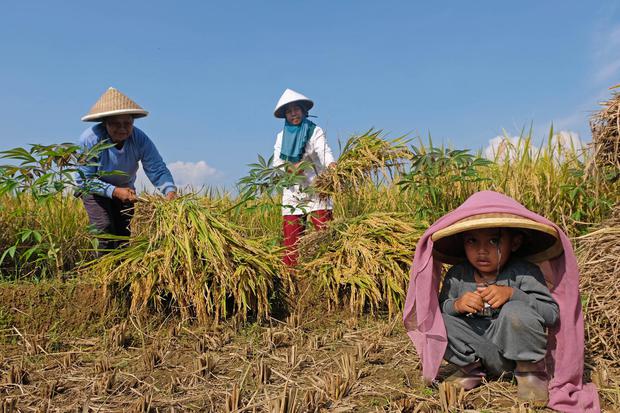 Petani merontokan padi varietas Kopyor saat panen raya padi di persawahan, Desa Gedongsari, Jumo, Temanggung, Jawa Tengah, Selasa (19/4/2022). Perum Bulog menyatakan potensi penyerapan beras petani pada kuartal I tahun 2022 bisa mencapai 4,14 juta ton yan