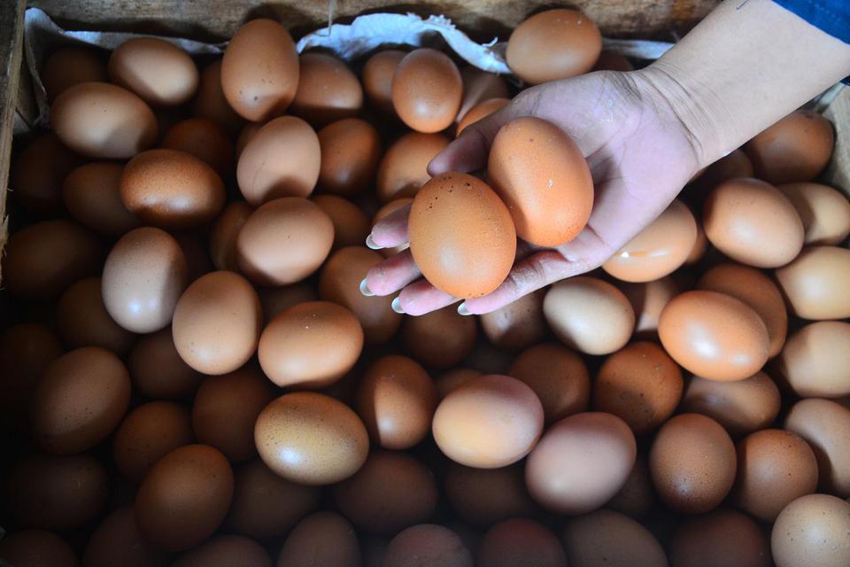 manfaat putih telur bagi tubuh