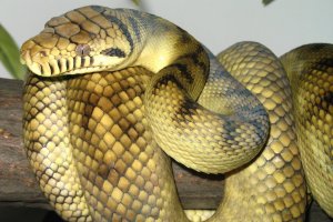 Amethystine python, salah satu ular terbesar di dunia.