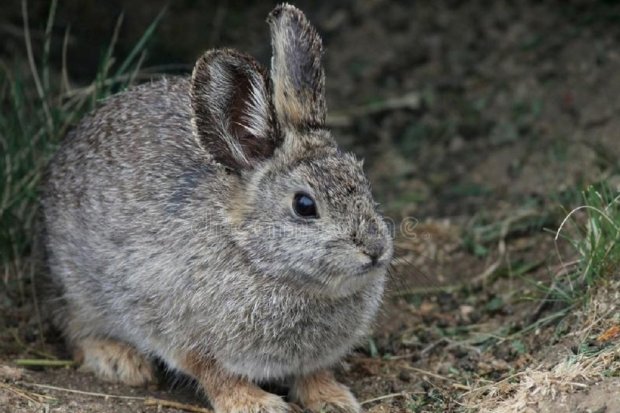 Ilustrasi kelinci pigmi yang merupakan salah satu hewan terkecil di dunia