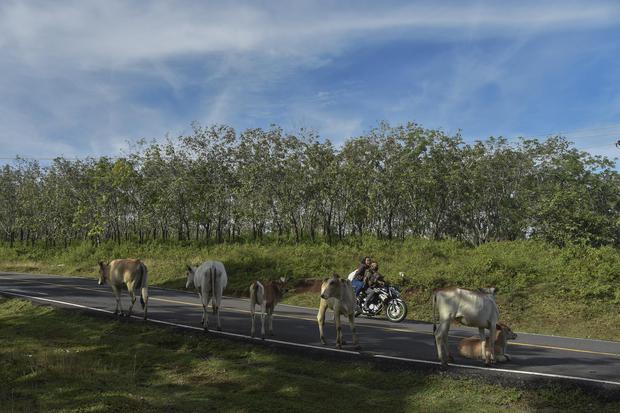 Sejumlah ternak sapi berada di bahu Jalan Pantai Selatan (Pansela) Kabupaten Garut, Jawa Barat, Rabu (27/4/2022). Pada H-5 Lebaran 2022, arus lalu lintas yang melintas di Jalur Pansela Jawa Barat terpantau sepi pemudik.