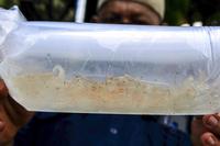 KASUS PENYELUNDUPAN BENIH LOBSTER