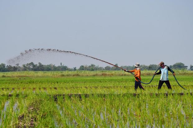 Pekerja menyemprotkan pupuk cair pada tanaman padi berumur seminggu di Kota Madiun, Jawa Timur, Sabtu (30/4/2022). Sebagian petani di wilayah tersebut memilih menggunakan pupuk cair dibandingkan pupuk tabur untuk menghemat biaya pemupukan dengan anggaran 