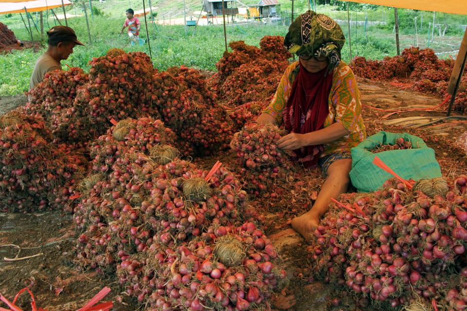 Petani membersihkan hasil panen bawang merah di Desa Salu Dewata, Kabupaten Enrekang, Sulawesi Selatan, Sabtu (7/5/2022). Harga jual bawang merah di tingkat petani di daerah itu mengalami kenaikan dari Rp17 ribu per kilogram menjadi Rp25 ribu per kilogram