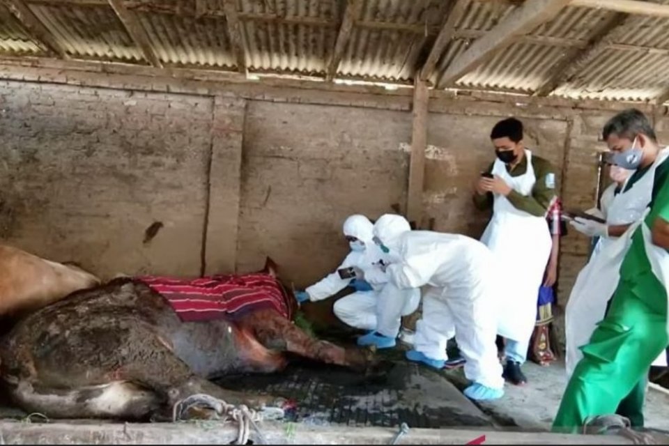 Petugas melakukan pemeriksaan terhadap seekor sapi yang diduga terkena Penyakit Mulut dan Kuku (PMK) di Kabupaten Lumajang, Jawa Timur.
