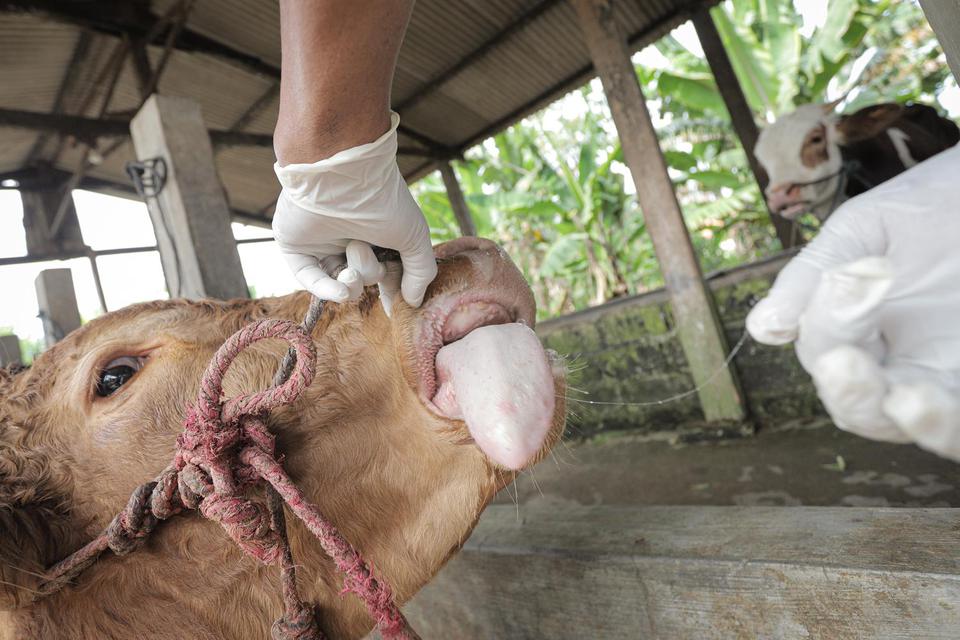 Petugas Pusat Kesehatan Hewan (Puskeswan) memeriksa kesehatan sapi yang terjangkit Penyakit Mulut dan Kuku (PMK) di salah satu peternakan sapi di Desa Sembung, Gresik, Jawa Timur, Selasa (10/5/2022). Dinas Pertanian Kabupaten Gresik melakukan pembatasan a