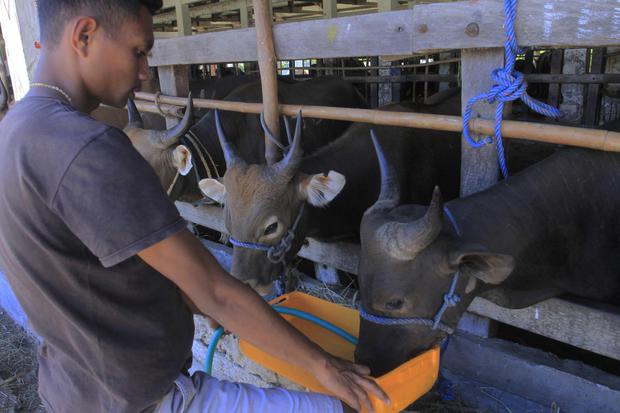 Petugas memberi minum sapi-sapi yang ditampung di kadang milik Karantina Hewan Kupang sebelum dikirim ke Banjarmasin dan DKI Jakarta di Kupang, NTT,Selasa (10/5/2022). Sapi-sapi NTT yang dikirim menggunakan kapal kargo dan melewati Jawa Timur terancam tid